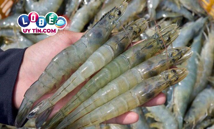 Mơ thấy con tôm đánh lô đề con gì dễ trúng, là điềm gì? 2 Mơ thấy con tôm đánh lô đề con gì dễ trúng, bắt tôm trong giấc mơ báo điềm gì