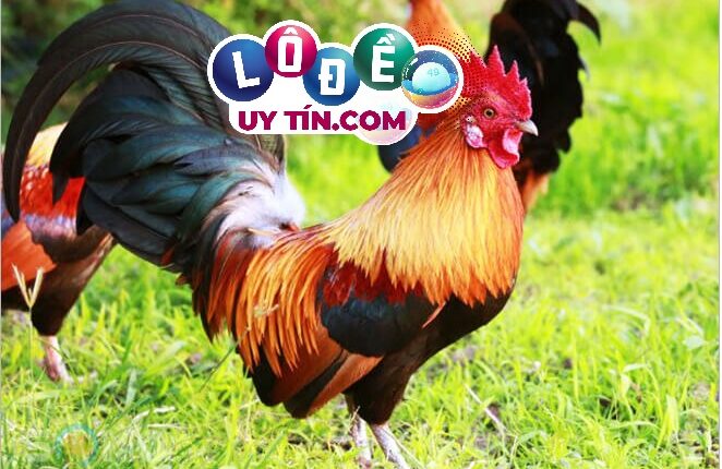 Nằm mơ thấy gà trống là điềm gì, đánh con gì trúng lớn 2