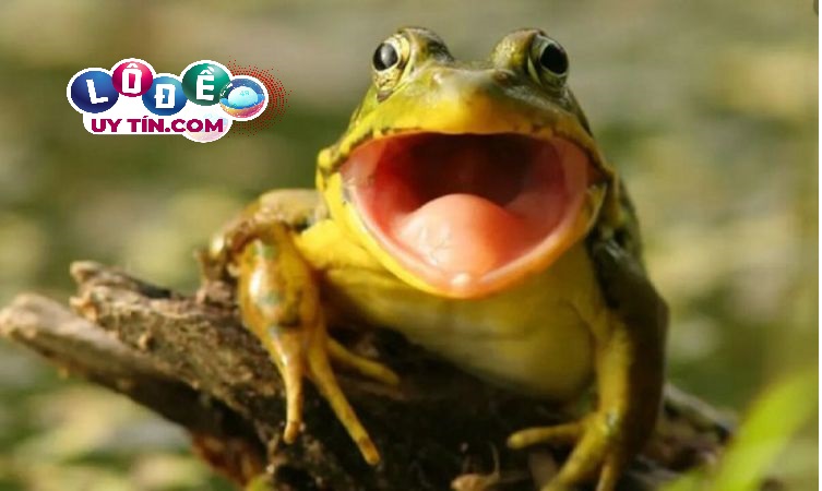 Chiêm bao mơ thấy ếch điềm lành hay dữ, đánh con gì