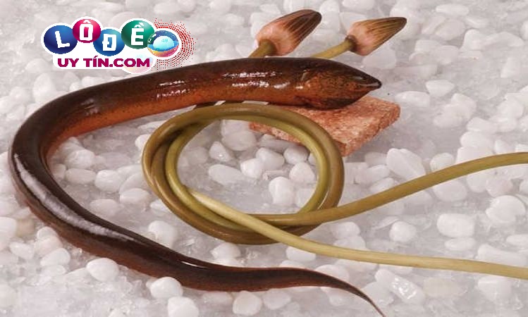Mơ thấy lươn đánh con gì chuẩn nhất? Giải mã giấc mơ