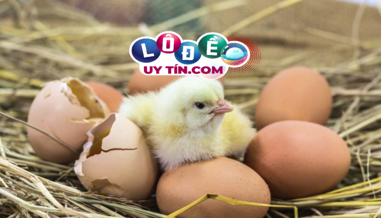 mơ thấy trứng gà là điềm gì, có ý nghĩa gì