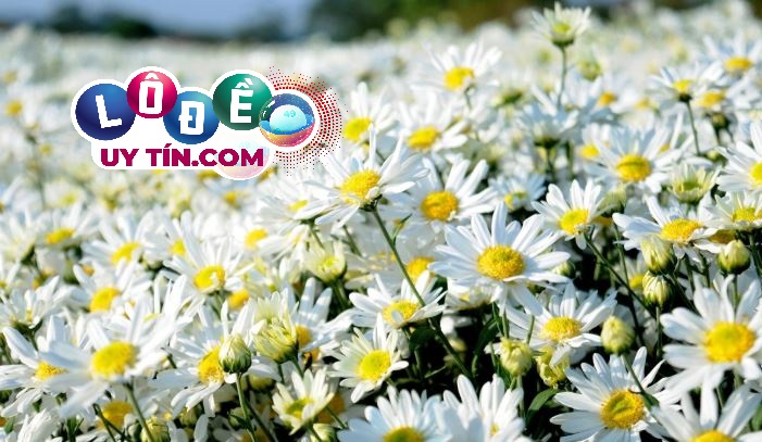 Nằm mơ thấy hoa đánh số gì, giải mã điềm báo 2 mơ thấy hoa
