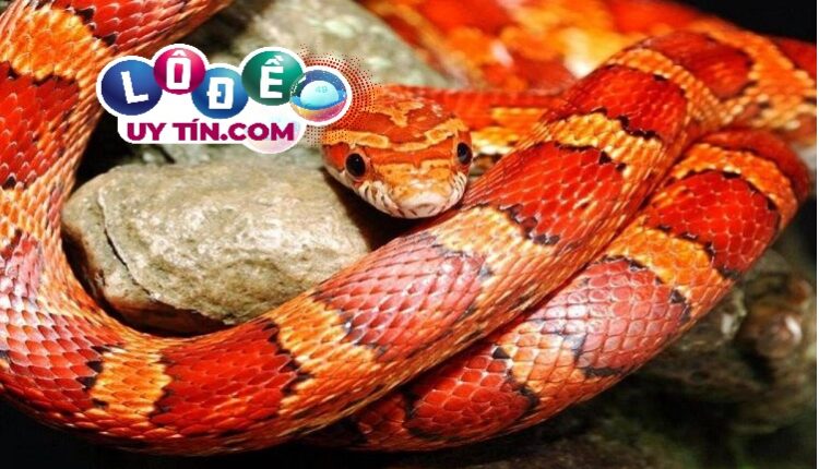 Mơ thấy rắn đen trắng đánh con gì và ý nghĩa giấc mơ 2