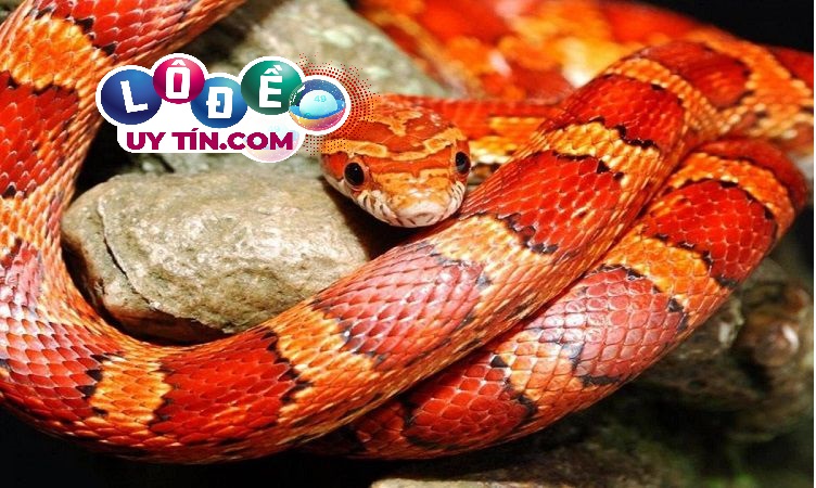 Một số giấc mơ thấy rắn cắn khác theo sổ mơ dân gian