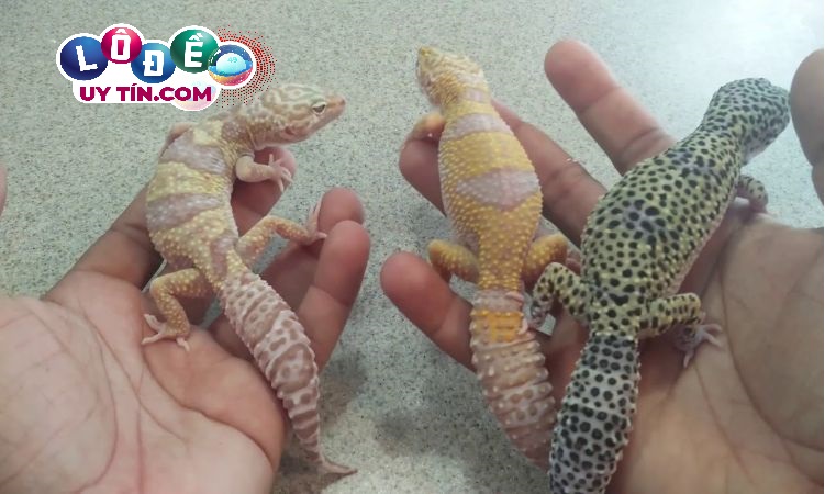 Nằm mơ thấy thằn lằn là điềm gì? Nên đánh con gì 2