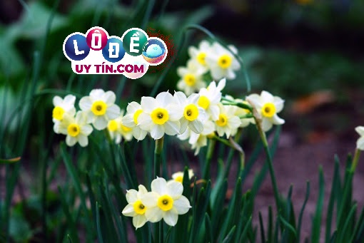 Nằm mơ thấy hoa đánh số gì, giải mã điềm báo 4 mơ thấy hoa đánh con gì