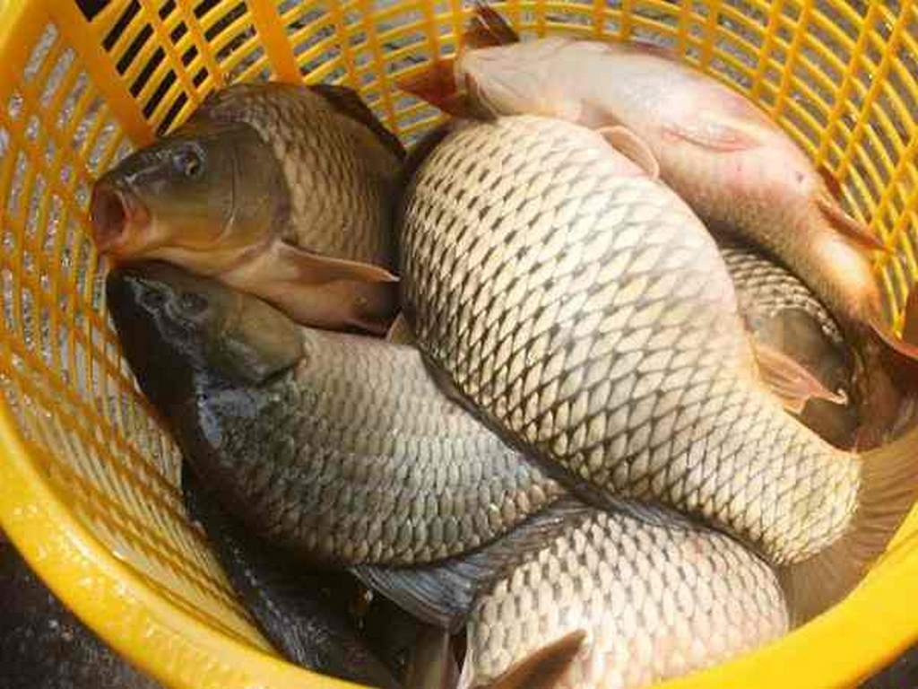 Giải đáp những thông tin về giấc mơ bắt được nhiều cá