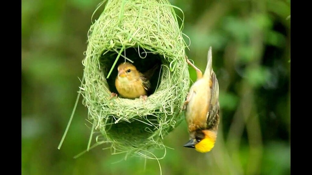 Mơ chim trời mang lại điềm báo gì, đánh con gì để trúng số? 3 Mơ chim làm tổ là tin vui - Mơ chim trời mang lại điềm báo gì, đánh con gì để trúng số?