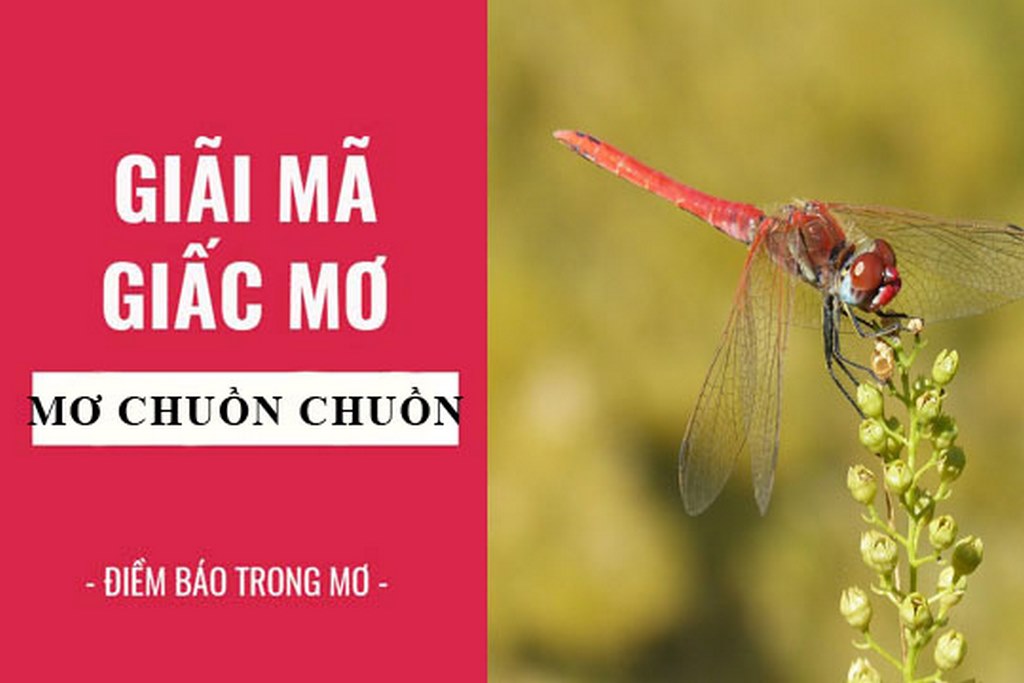 Mơ Chuồn Chuồn - Ý Nghĩa Tâm Linh Và Con Số Ứng Nghiệm 2 Thông tin giải mã giấc mơ chuồn chuồn