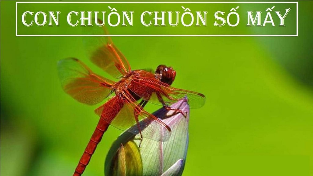 Mơ Chuồn Chuồn - Ý Nghĩa Tâm Linh Và Con Số Ứng Nghiệm 4 Ngủ mơ thấy chuồn chuồn đánh đề số mấy?