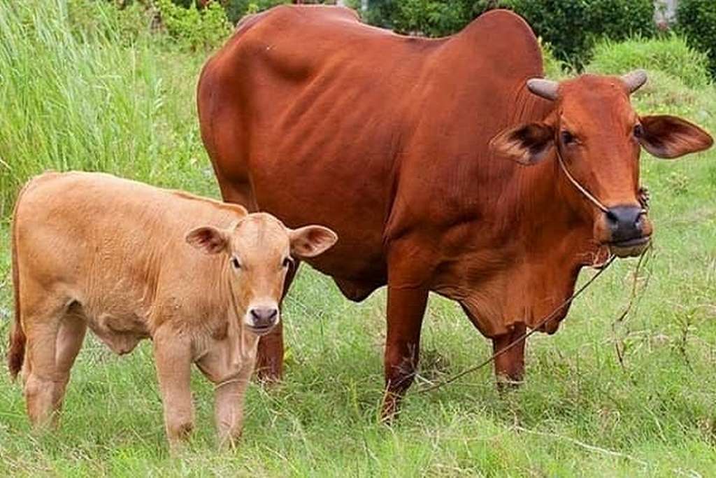 Mơ Dắt Bò – Giải Mã Giấc Mơ Đặc Biệt Cho Lô Thủ 3 giải mã chi tiết về ý nghĩa giấc mơ dắt bò