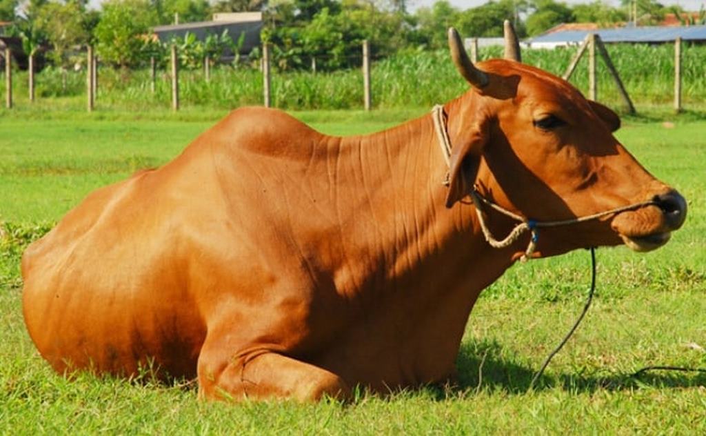Mơ Dắt Bò – Giải Mã Giấc Mơ Đặc Biệt Cho Lô Thủ 4 mơ dắt bò vàng báo hiệu điềm gì