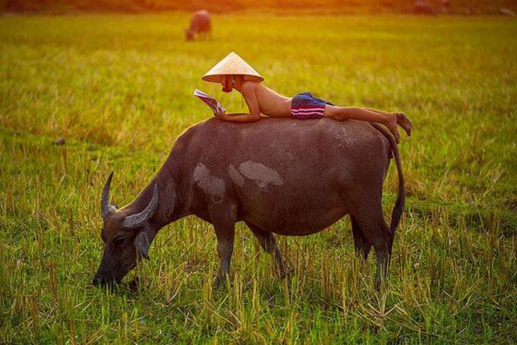 Giải mã giấc mơ thấy trâu ăn cỏ